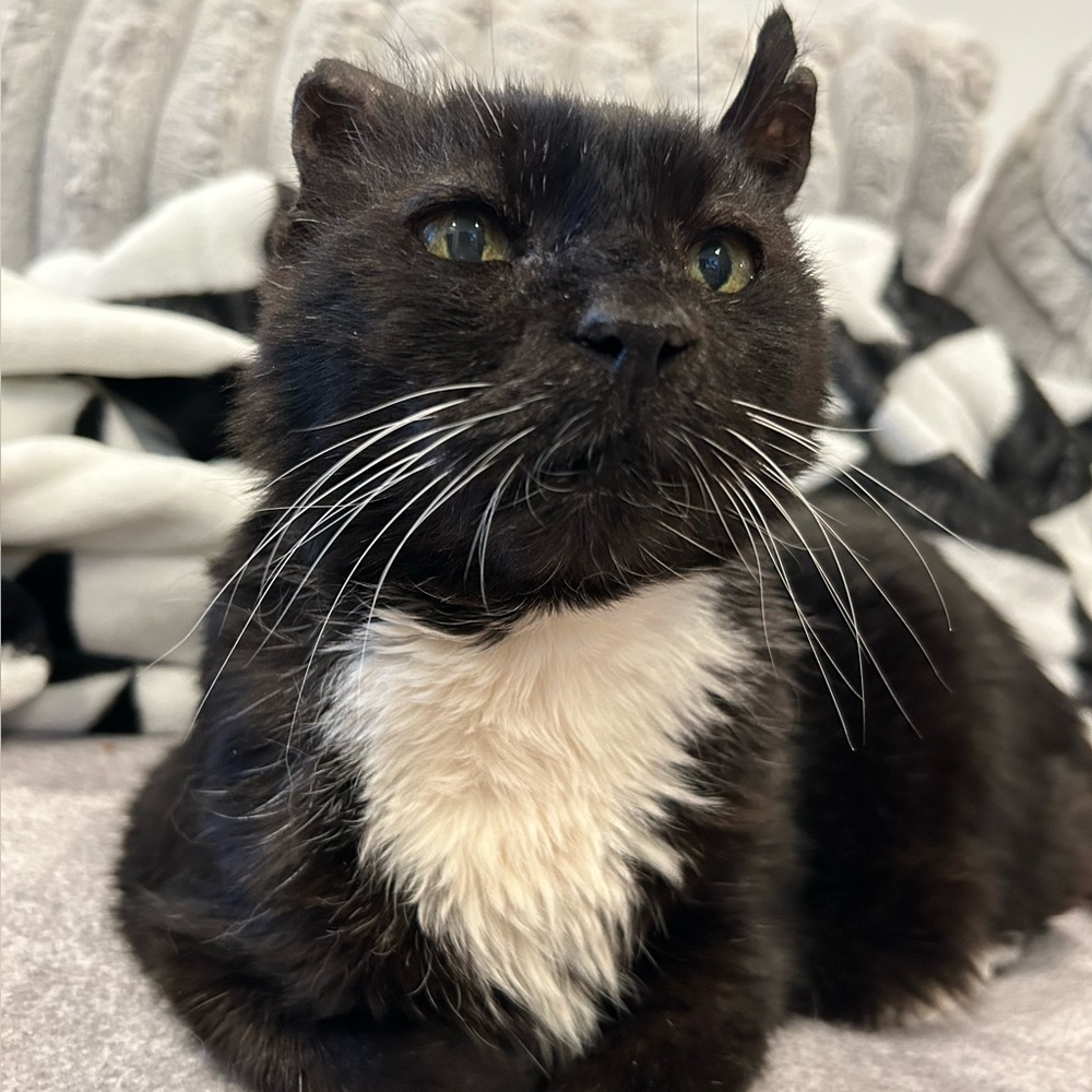 Meet your Posher, Kirsten